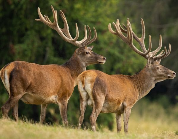 Chronic Wasting Disease (CWD)