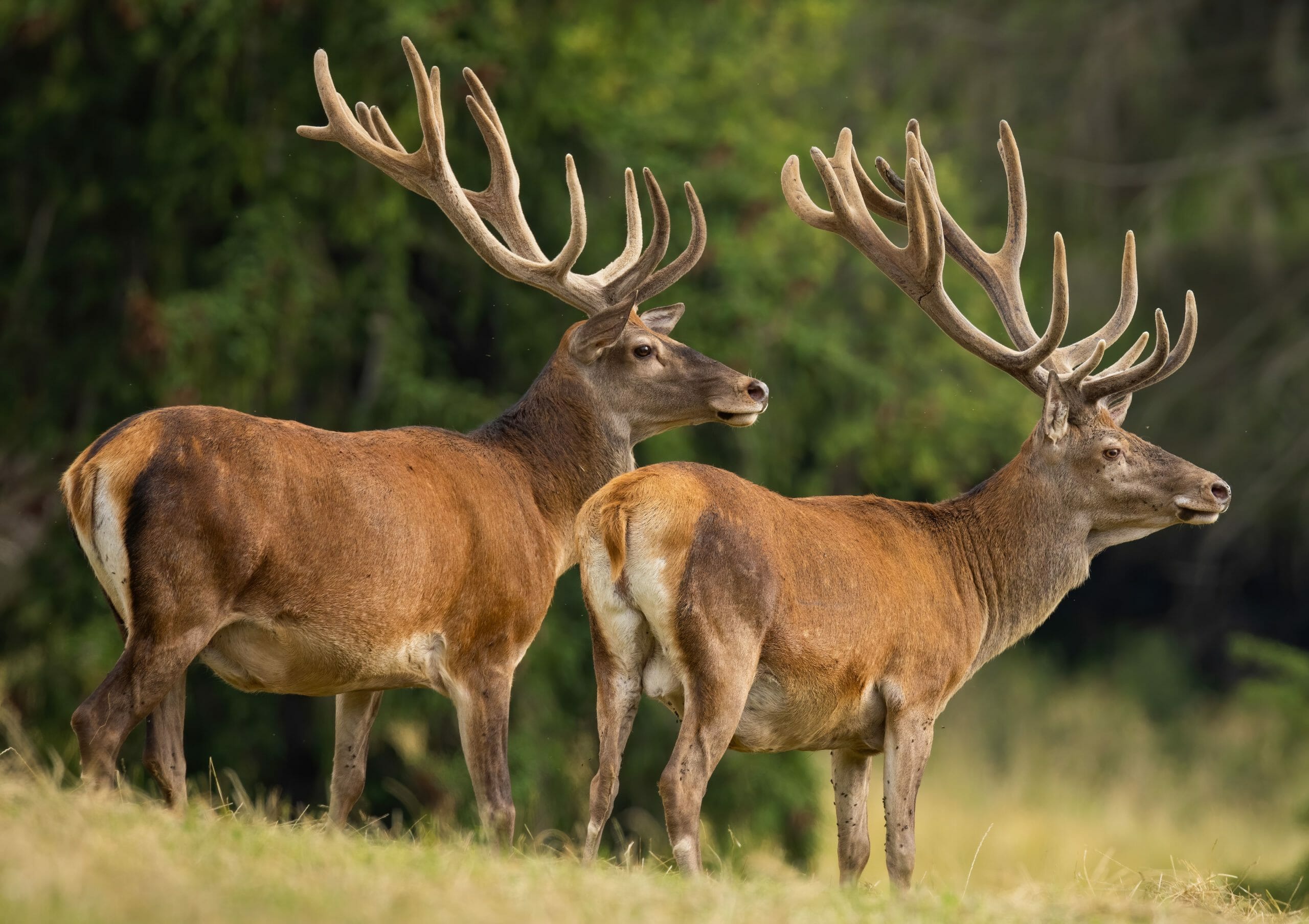 Chronic Wasting Disease (CWD)